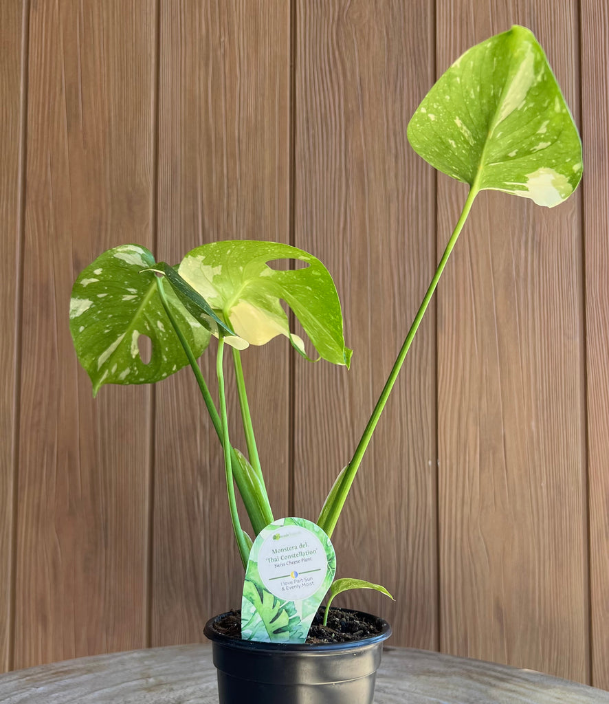 Monstera Deliciosa ‘Thai Constellation’ - 4inch